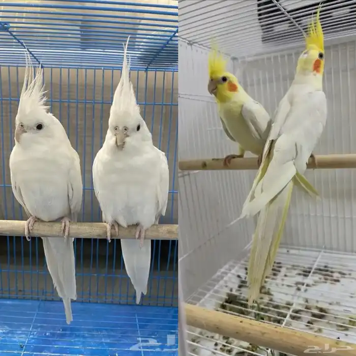 مطلوب اجواز كروان منتجه 0