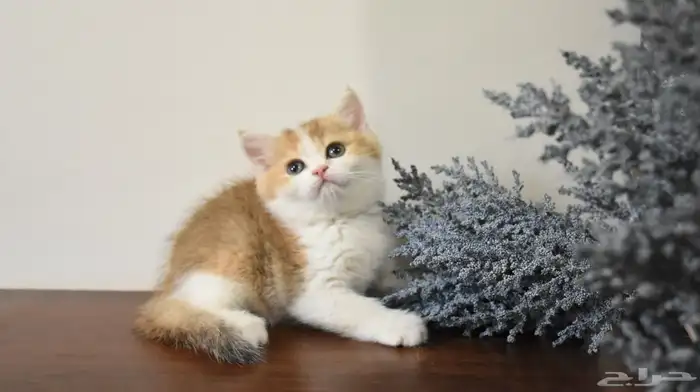 كتن قطط سكوتش 1