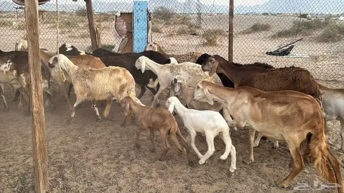 غنم سواكنيه خلفات ودفيع 10