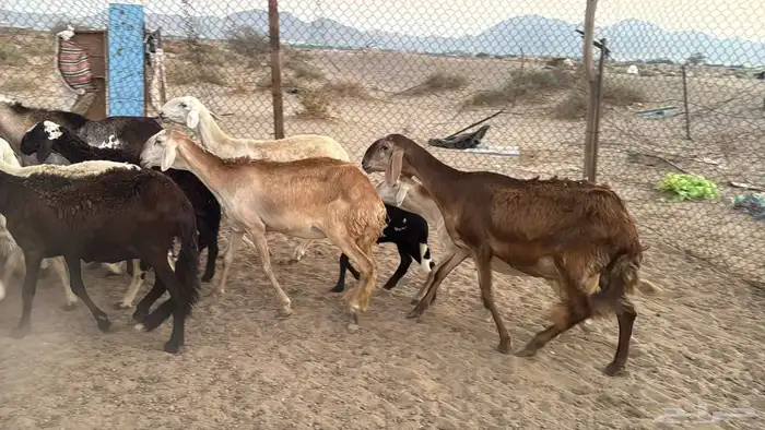 غنم سواكنيه خلفات ودفيع 11