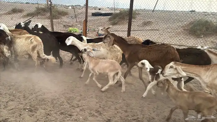 غنم سواكنيه خلفات ودفيع 9