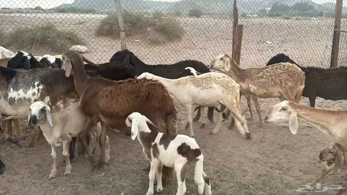 غنم سواكنيه خلفات ودفيع 8