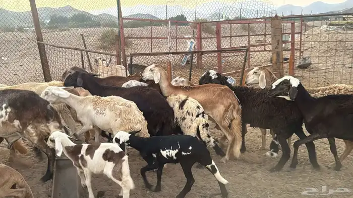 غنم سواكنيه خلفات ودفيع 16