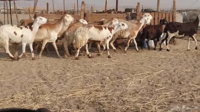 للبيع غنم سواكنيات مهجنه دفيع 6