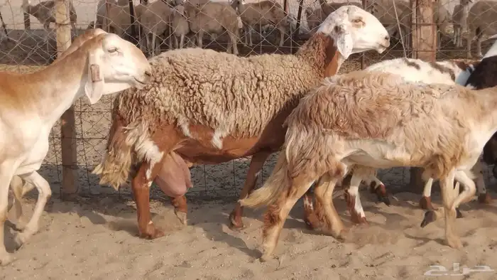 للبيع غنم سواكنيات مهجنه دفيع 0