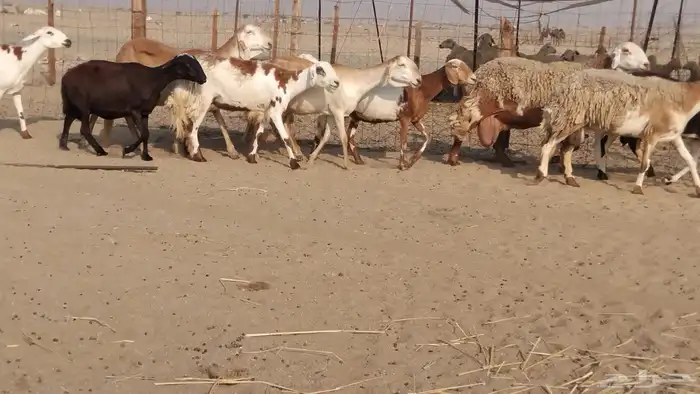 للبيع غنم سواكنيات مهجنه دفيع 2