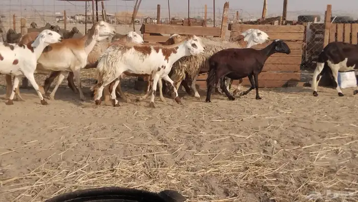 للبيع غنم سواكنيات مهجنه دفيع 3