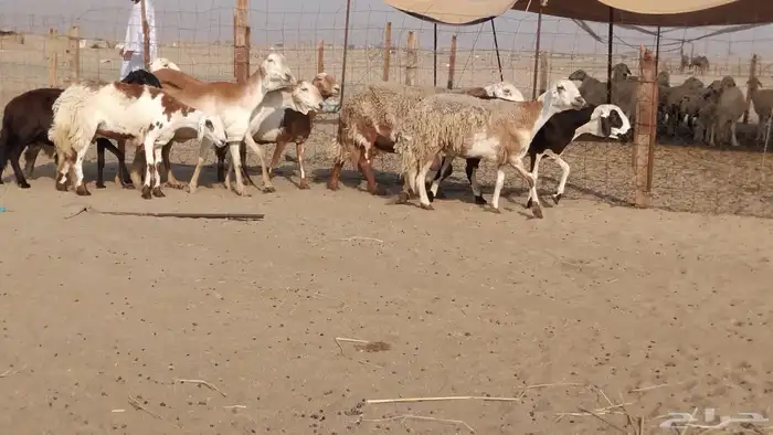 للبيع غنم سواكنيات مهجنه دفيع 4