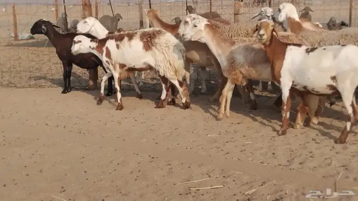 للبيع غنم سواكنيات مهجنه دفيع 1