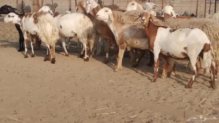 للبيع غنم سواكنيات مهجنه دفيع 5