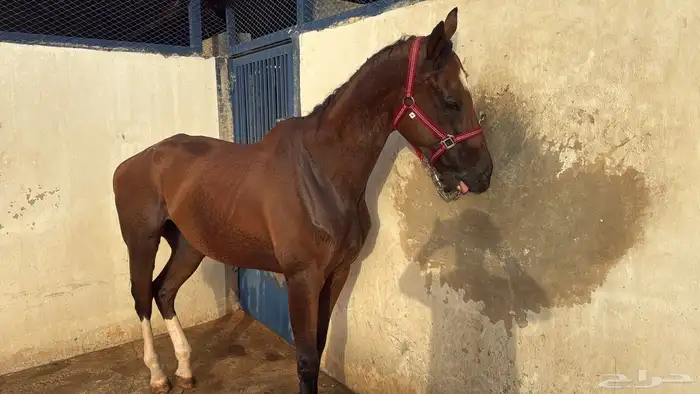 حصان انجليزي 0