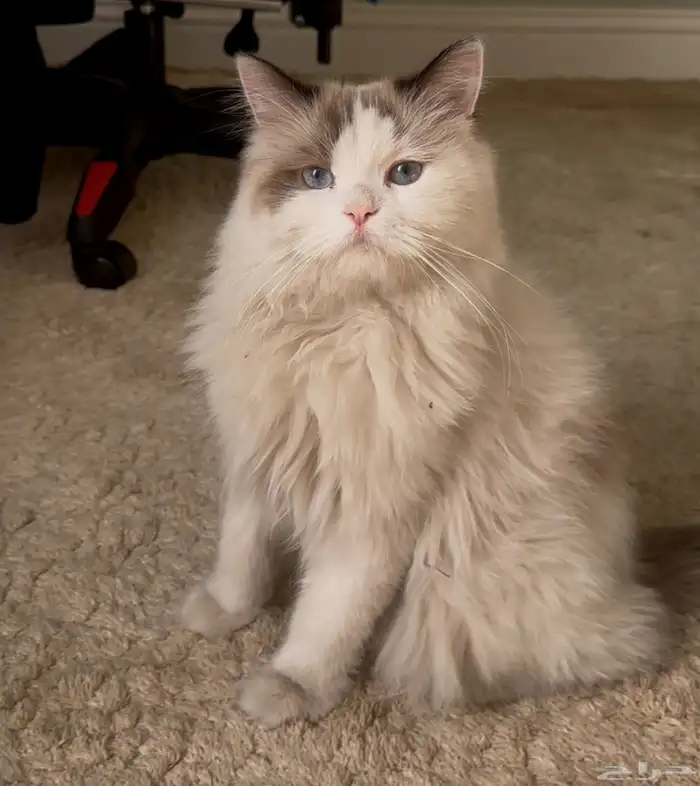 قط راغدول للبيع 5