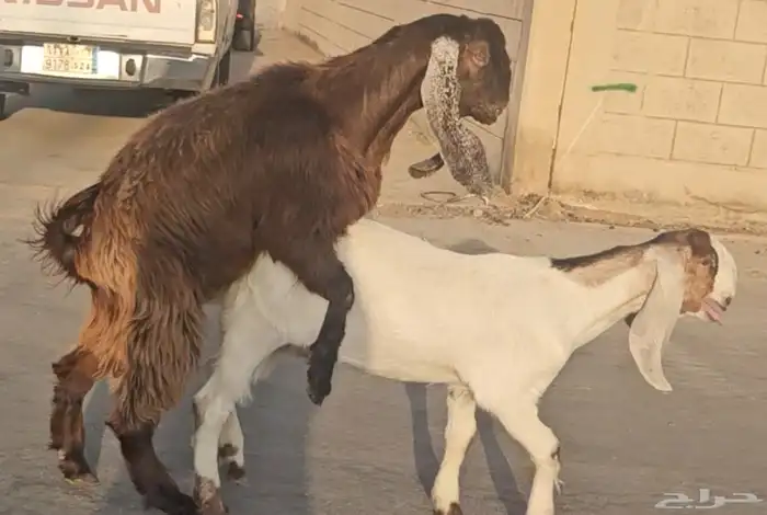 الفحل القادم تيس عارضي جذع اجم احمر نادر 6