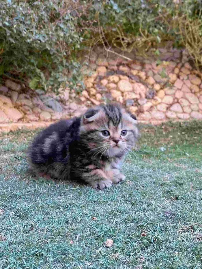 كيتن سكوتش فولد مطعمين مدربين للبيع ولايوجد تبني 35