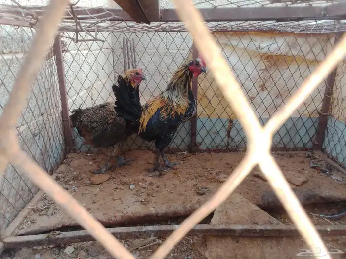 السلام عليكم ورحمه الله وبركاته دجاج للبيع علا وجه البيض 2