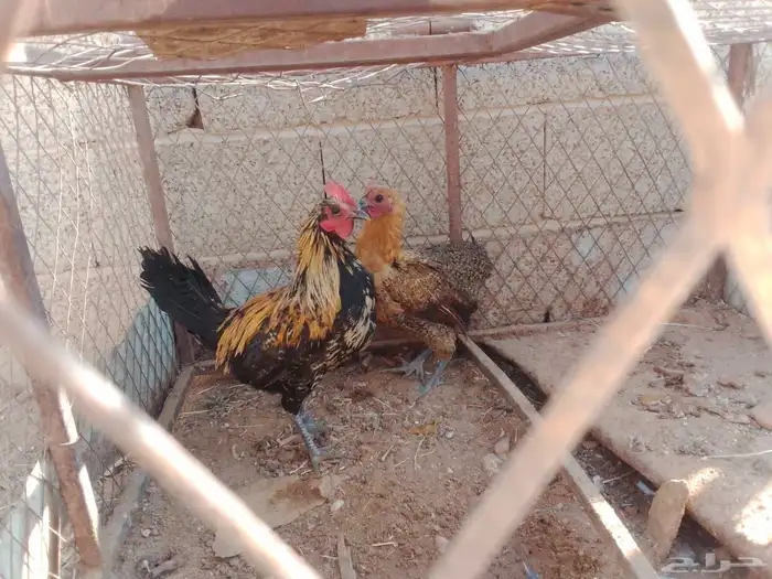 السلام عليكم ورحمه الله وبركاته دجاج للبيع علا وجه البيض 4