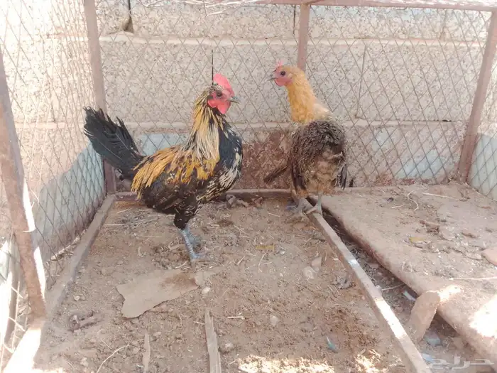 السلام عليكم ورحمه الله وبركاته دجاج للبيع علا وجه البيض 3