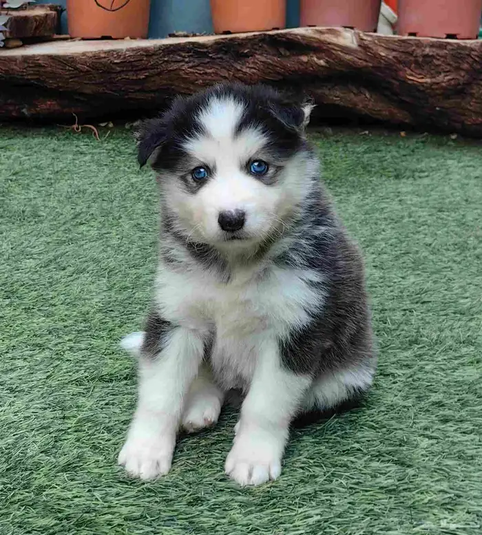 كلاب هاسكي جراوي 6