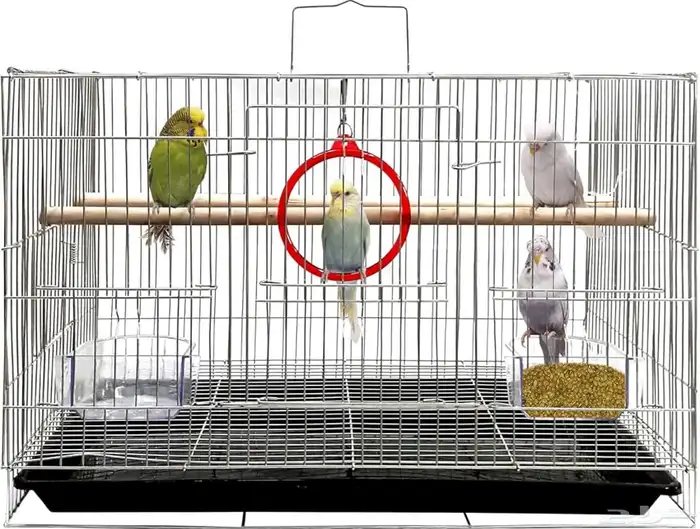 للتبني ابحث عن تبني عصافير (كوكتيل روز بادجي ) مريض 0