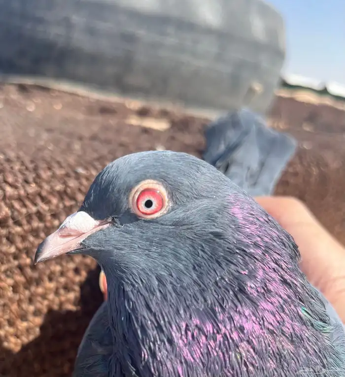 جوز كمنقر كالو فاخر بعياله وجوز سهران بوري 2