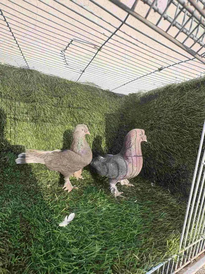 زوج تركي وردي كرست 5