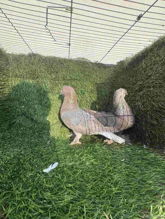 زوج تركي وردي كرست 4