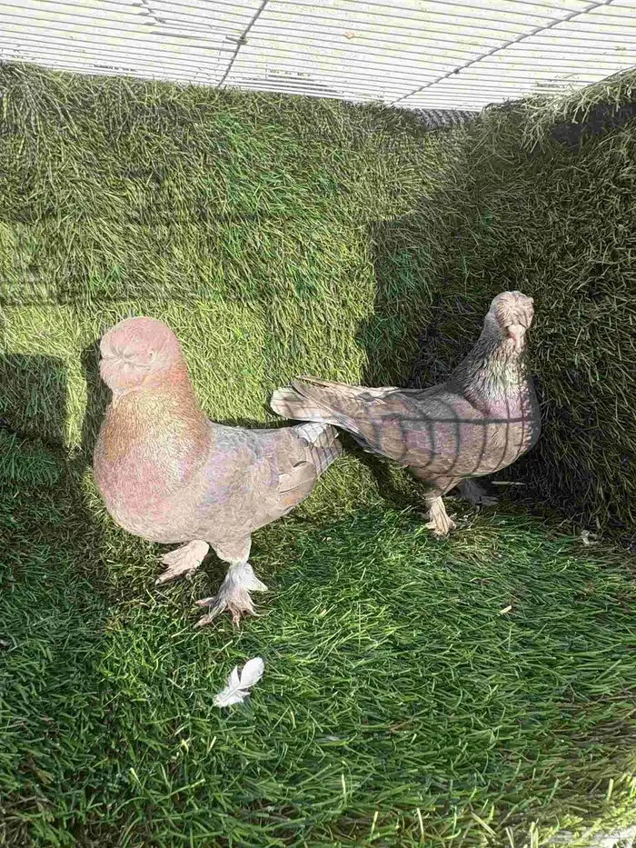 زوج تركي وردي كرست 3