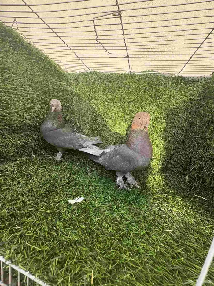 زوج تركي وردي كرست 6