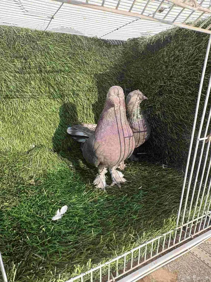 زوج تركي وردي كرست 1