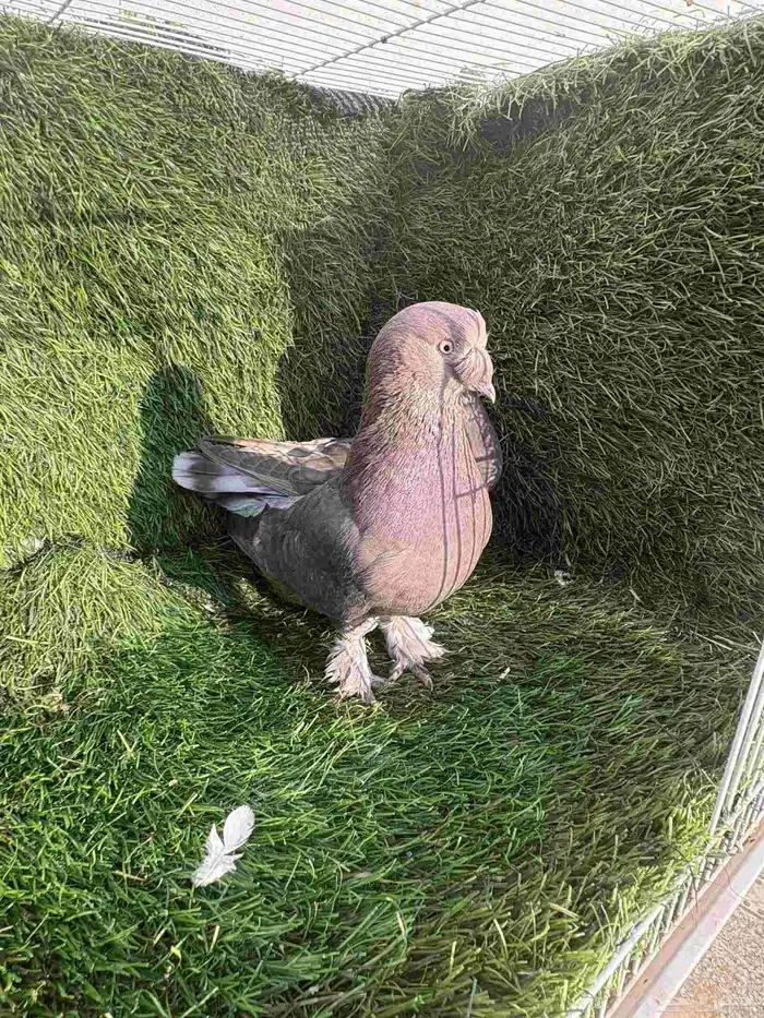 زوج تركي وردي كرست 2