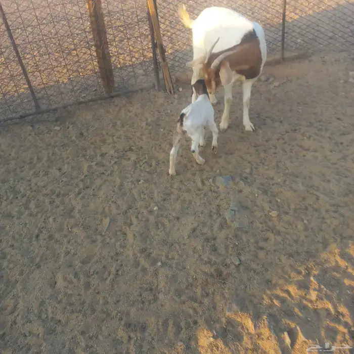 تهجين بورقت ثنيه خلفه 3