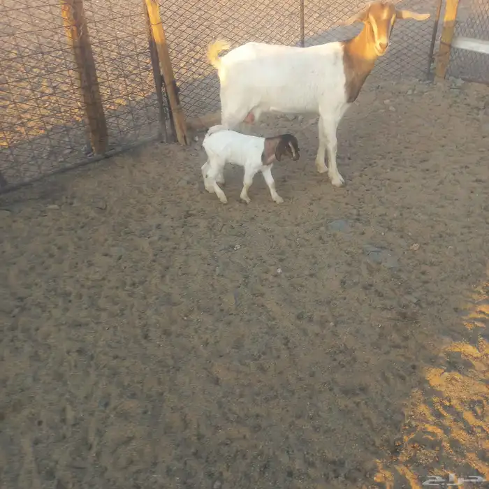 تهجين بورقت ثنيه خلفه 4