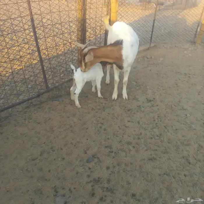 تهجين بورقت ثنيه خلفه 2