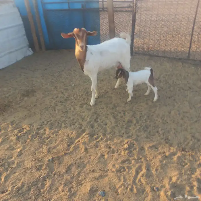 تهجين بورقت ثنيه خلفه 0