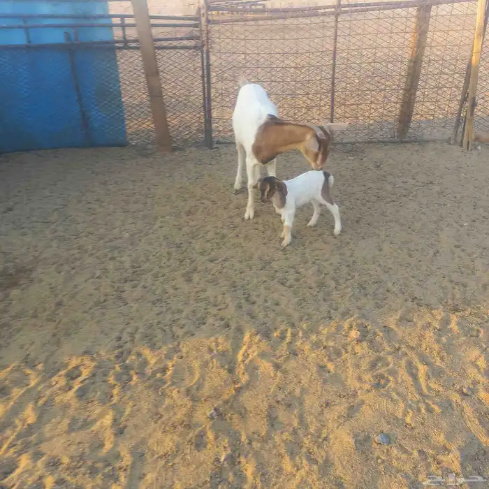 تهجين بورقت ثنيه خلفه 1