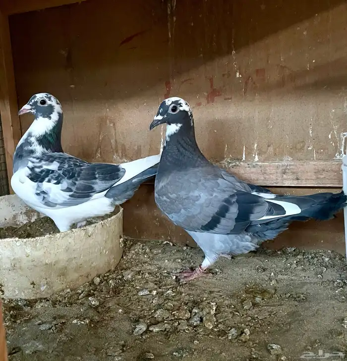 زوج زاجل مع طبتهم 1