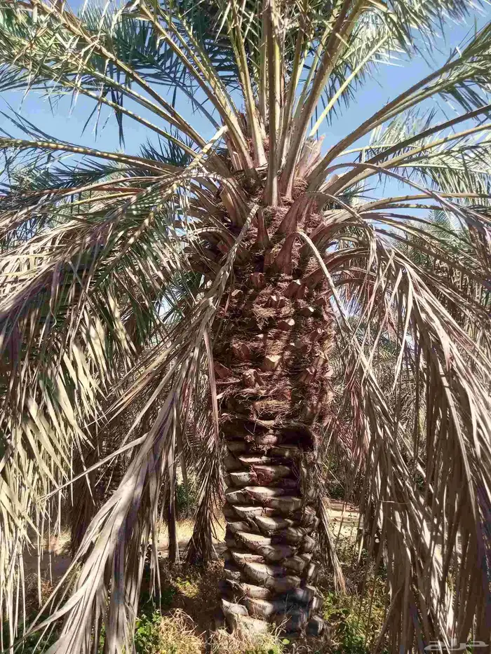 نخل اخلاص 1