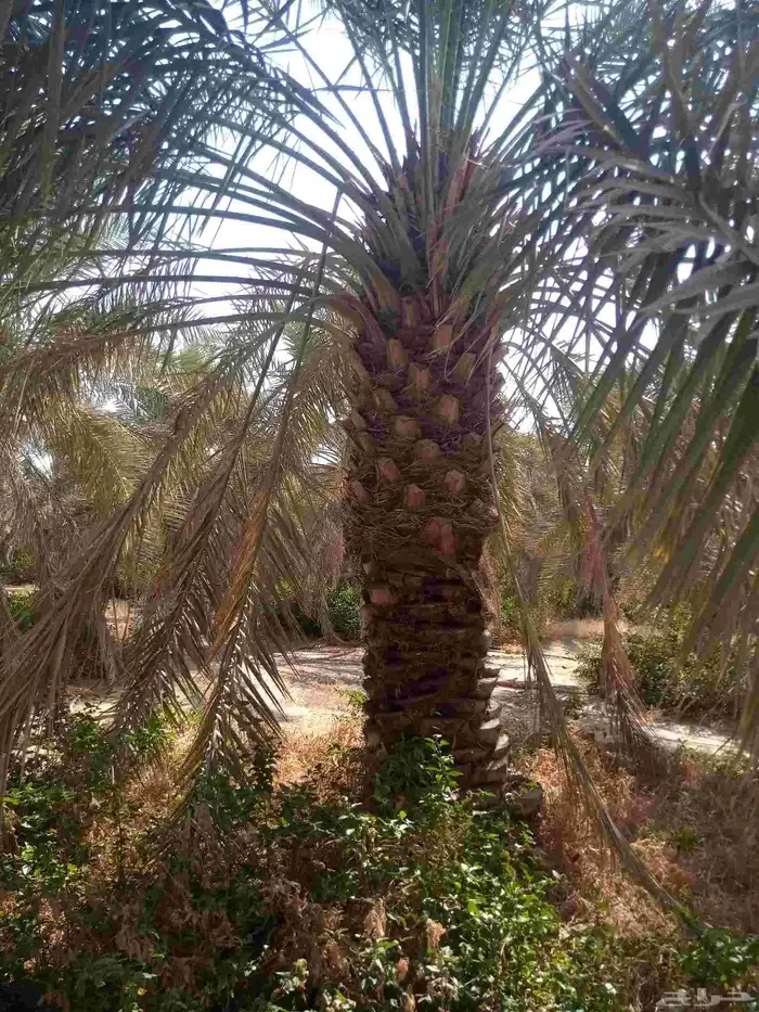 نخل اخلاص 2