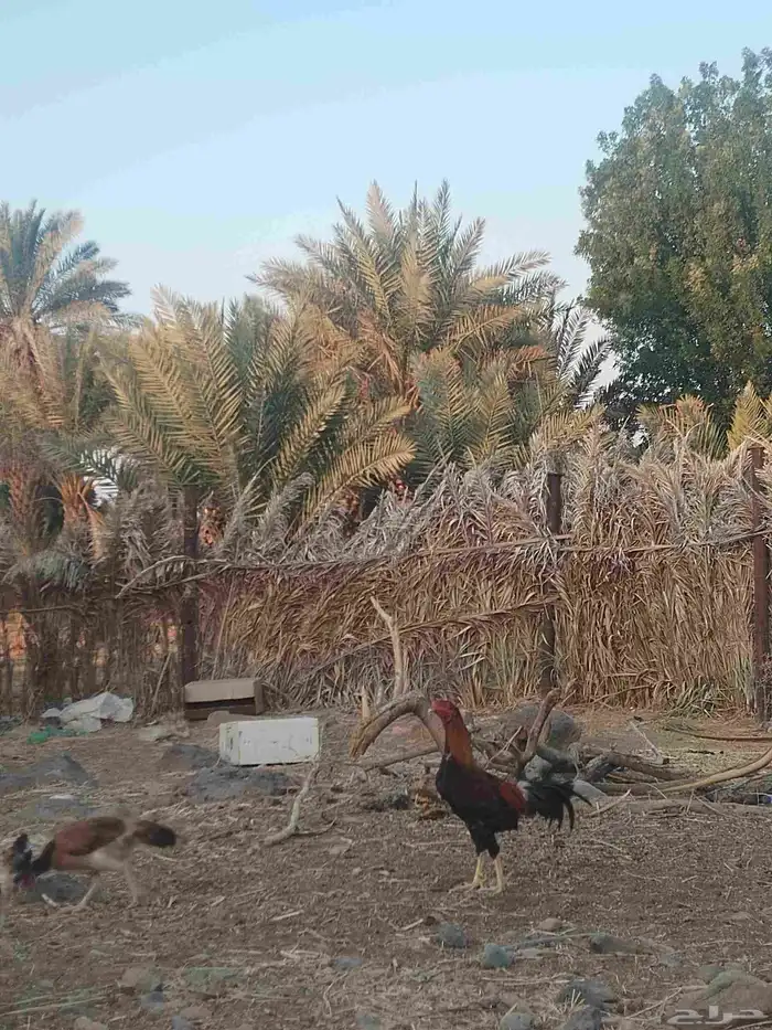 ديك باكستاني تراثه فاخر 1