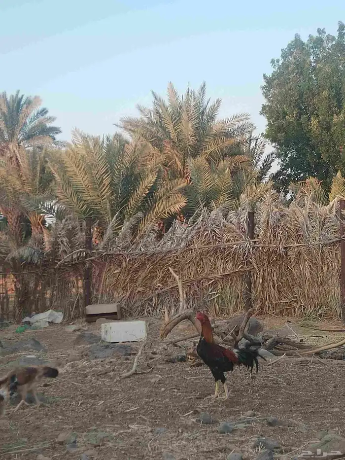 ديك باكستاني تراثه فاخر 2