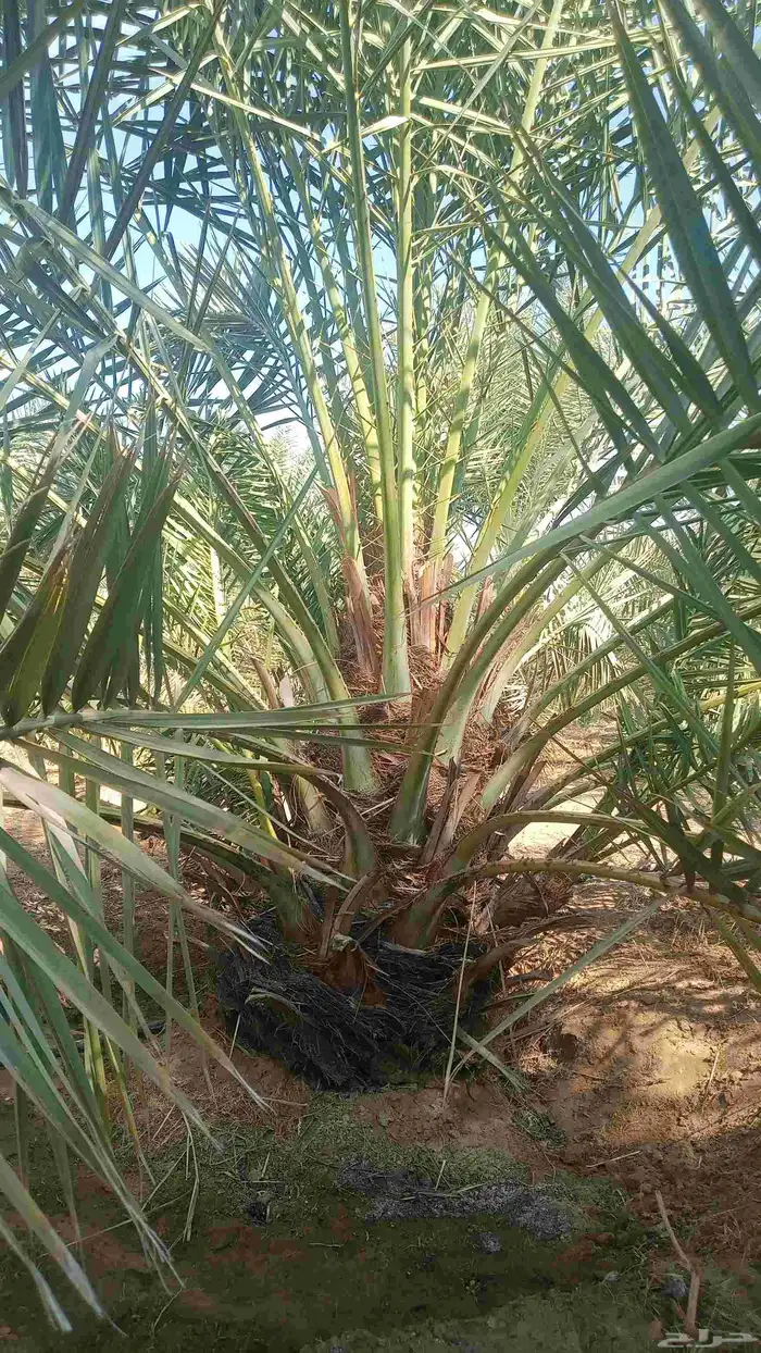 نخل طيب للبيع جميع الاحجام متوفره 7