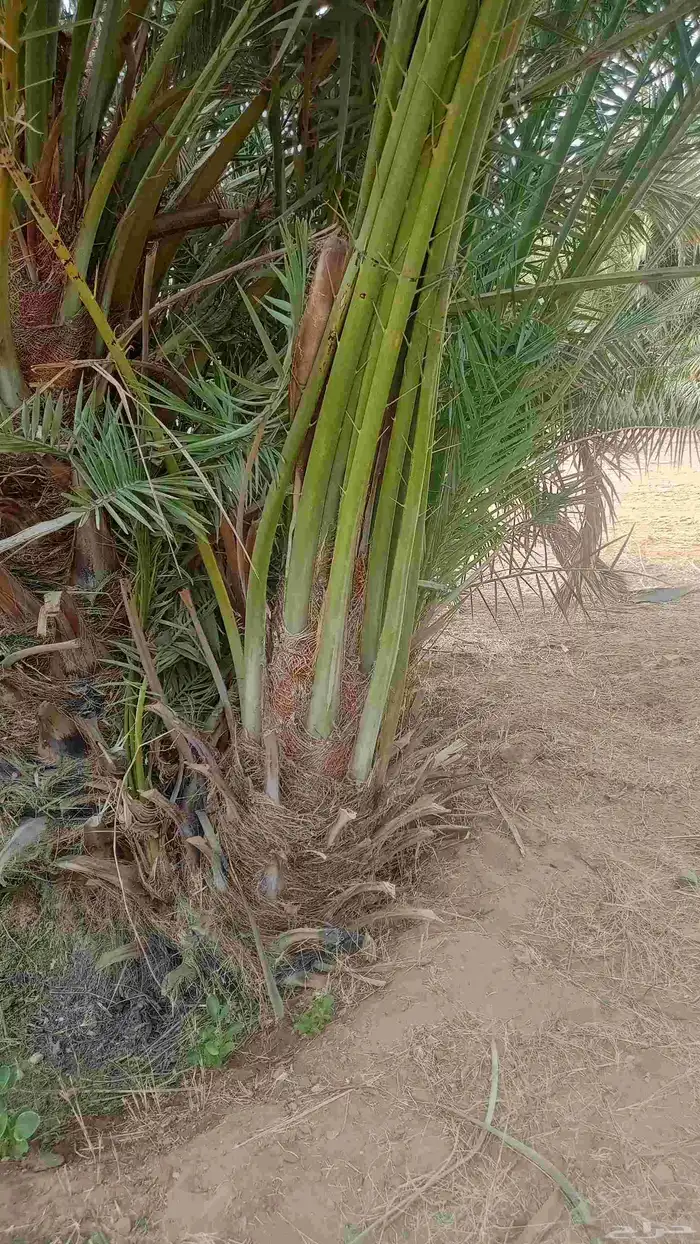 نخل طيب للبيع جميع الاحجام متوفره 0