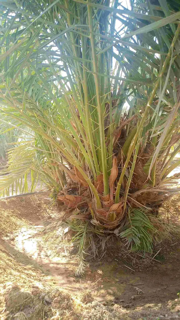 نخل طيب للبيع جميع الاحجام متوفره 9