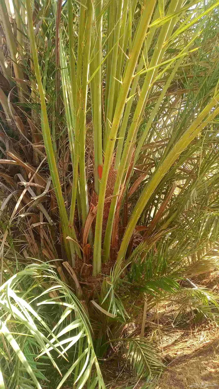 نخل طيب للبيع جميع الاحجام متوفره 5