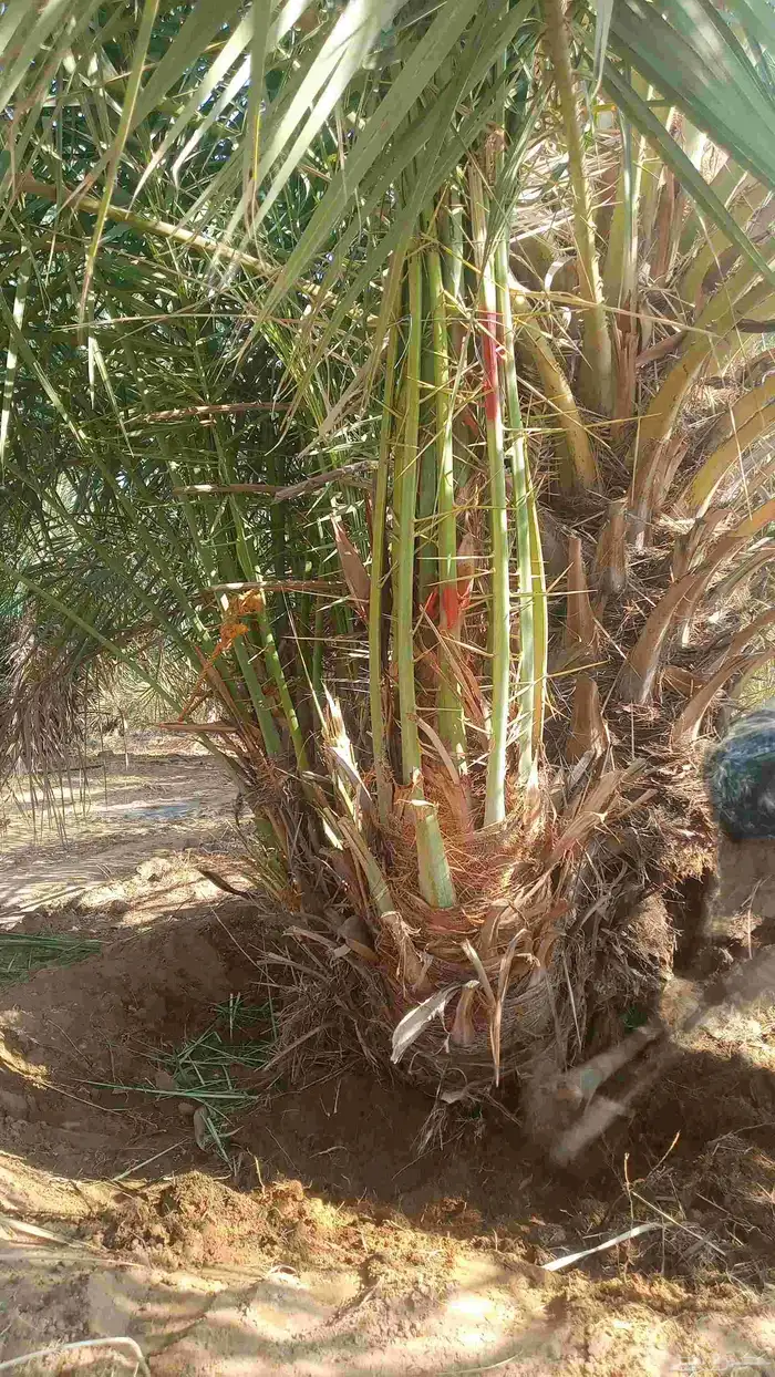 نخل طيب للبيع جميع الاحجام متوفره 8