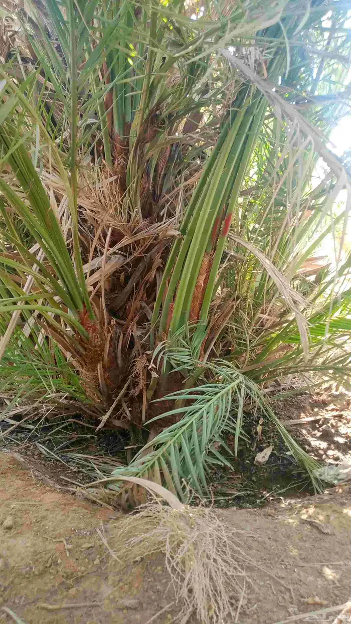 نخل طيب للبيع جميع الاحجام متوفره 1