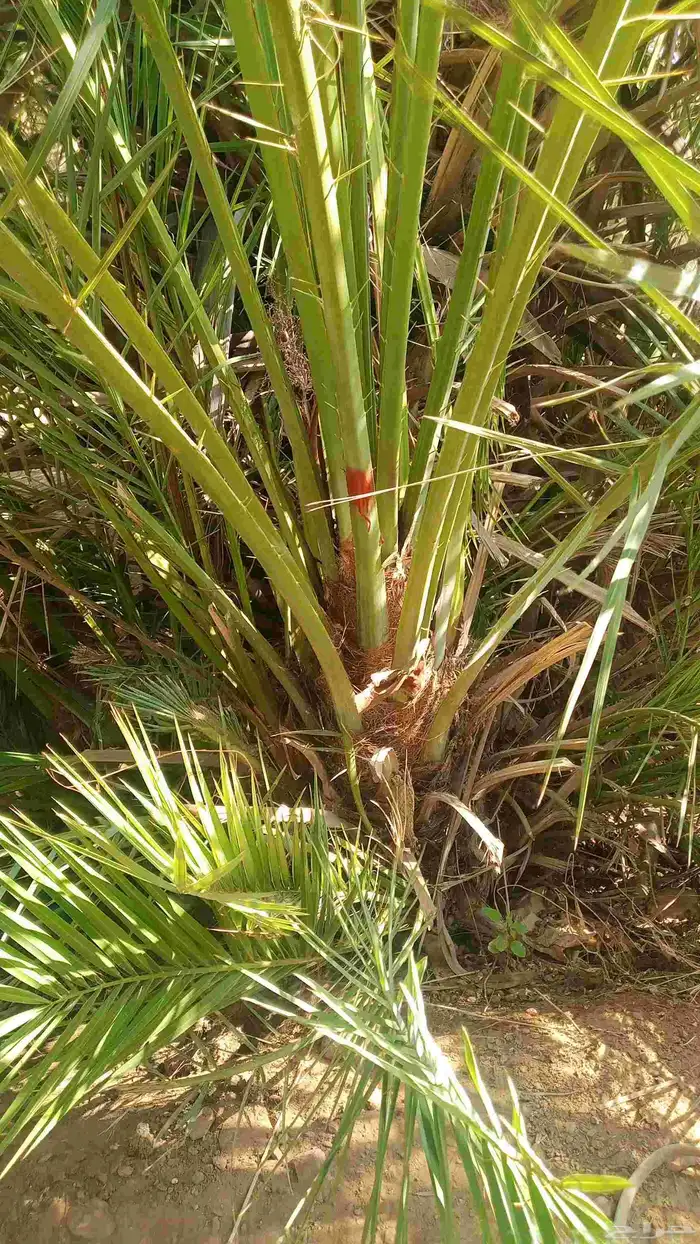 نخل طيب للبيع جميع الاحجام متوفره 4