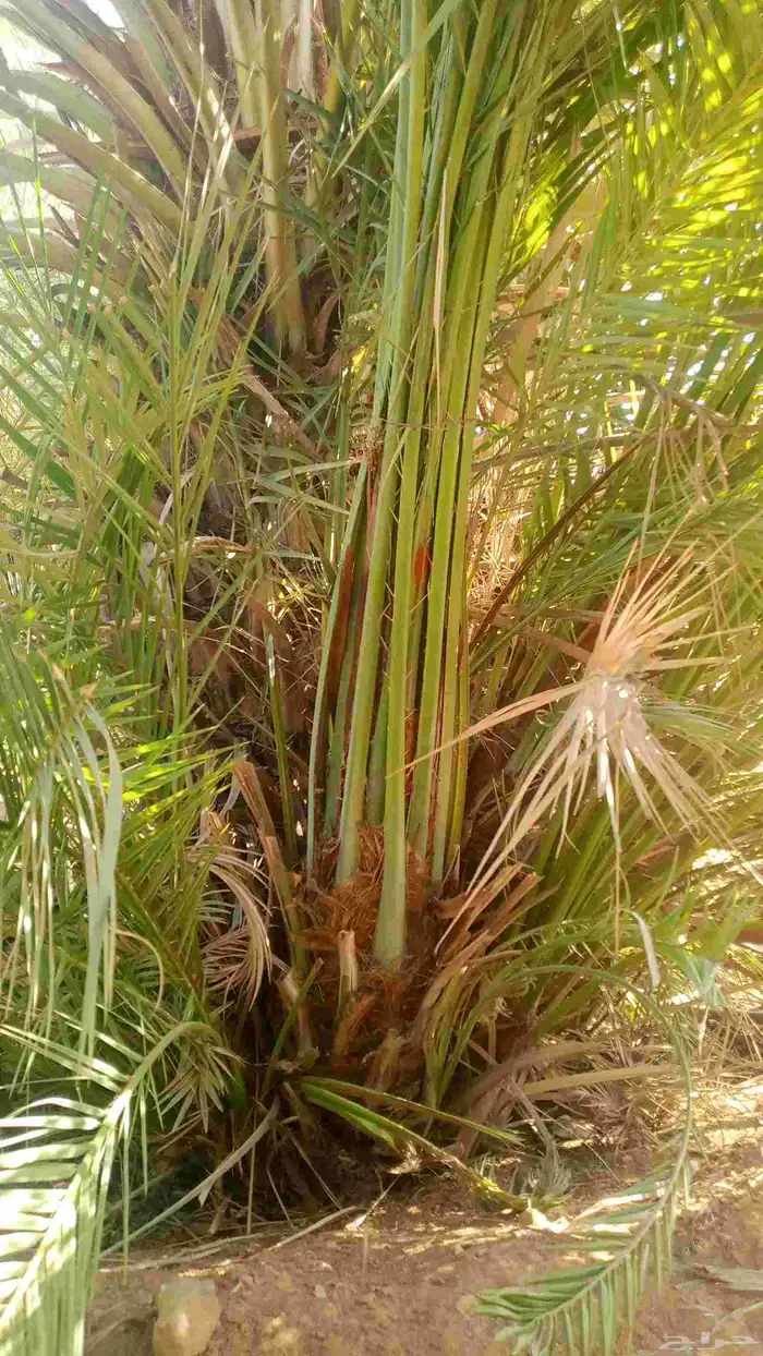 نخل طيب للبيع جميع الاحجام متوفره 6