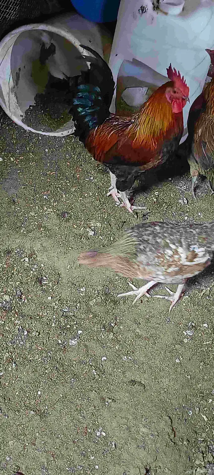 ديك ذكر بلدي للبيع على السوم 0