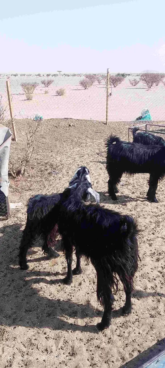 غنم ضان ومعزا بالإستراحة كامله ( في تثليث ) طريق آل قير 35